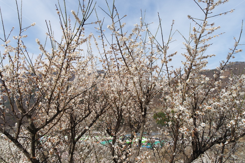 매화,봄,봄꽃,꽃,매실꽃,flower