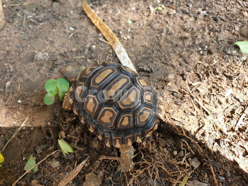 Ten longevity,turtle,Raise,Raising turtles,wild