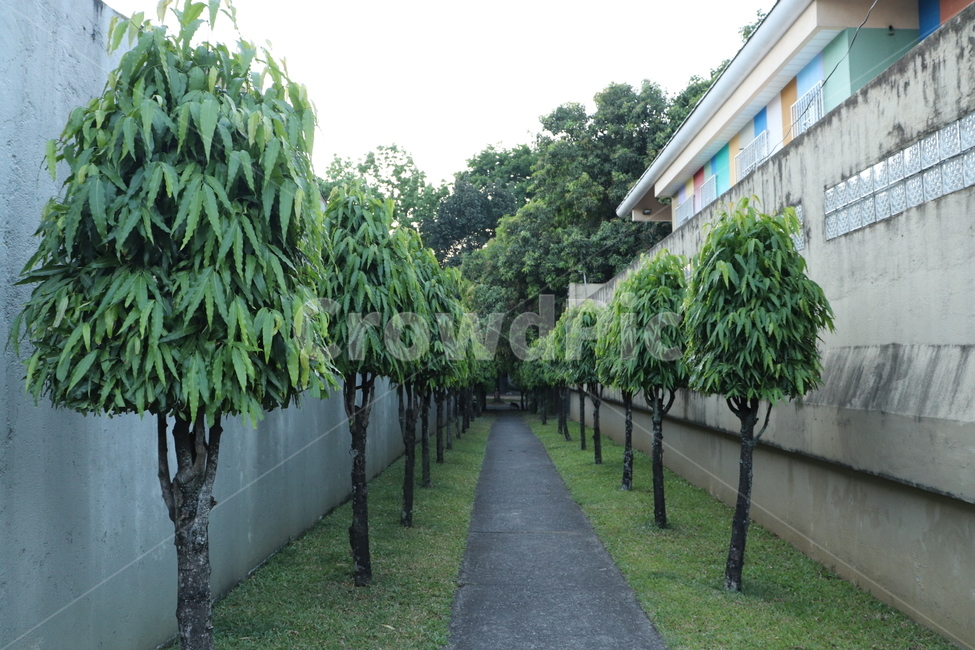 garden,정원,옥외,outdoors,통로,aisle,shortcut,지름길,복도