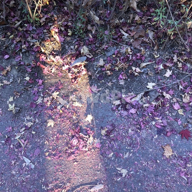 ground,바닥,단풍,단풍잎,길거리,plant,maple
