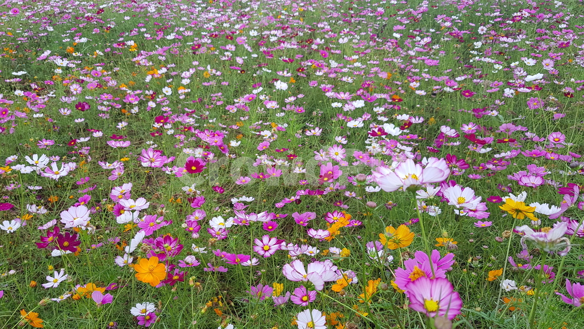 plant,식물,nature,자연,flower,꽃잎,petal,꽃,blossom,outdoors,옥외,field,들,grassland,목초지,countryside,한지방,코스모스