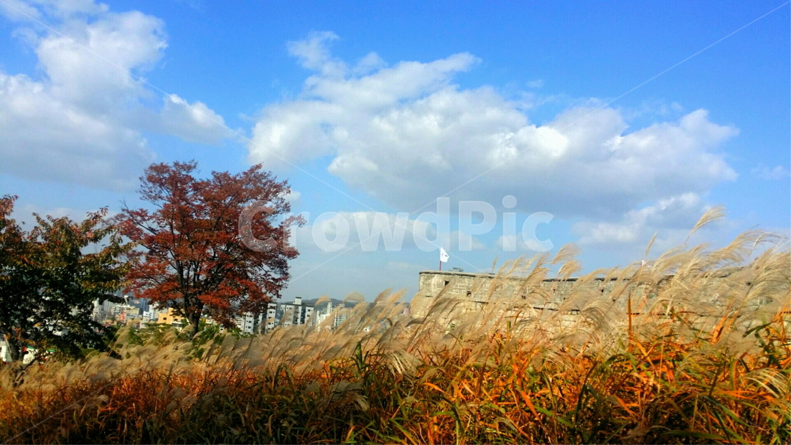 grass,잔디,plant,식물,하늘,구름,야외,자연,풍경,단풍,갈대,억새,수원,화성,수원화성
