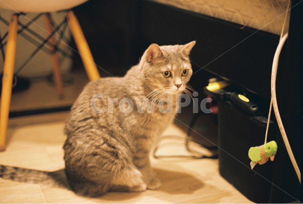 고양이,캣,고양이장난감,따뜻함,포근함,필름사진,동물,animal,포유류,mammal,고양이,cat,kitten,kitty,감성,sensible,feeling