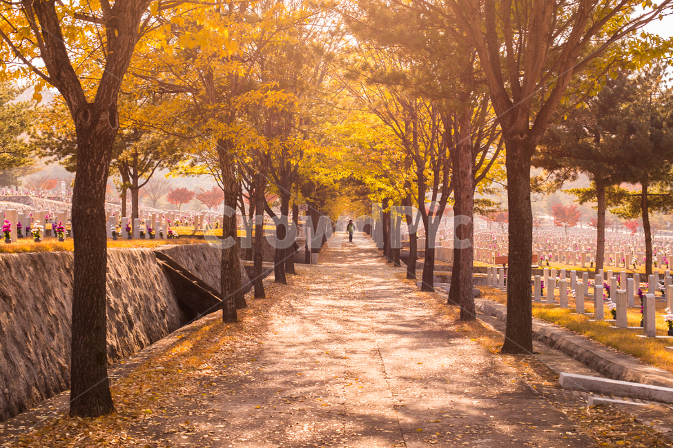 가을,은행,감성,햇살,빛,빛내림,보케,가을,계절,fall,autumn,season,자연,풍경,nature,landscape,사람,인물,인간,human,person,tree,나무,plant,식물,tree trunk,나무 줄기