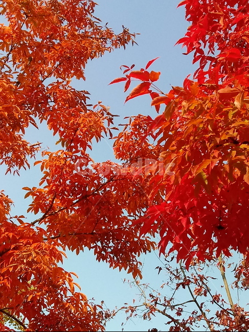 낙엽,단풍,leaf,나뭇잎,단풍나무,식물,자연,maple,나무,낙엽활엽관목,잎,붉은잎,가을,계절,fall,autumn,season,식물,자연,plants,nature,plant,tree