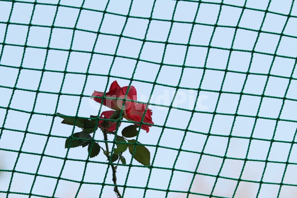 가을장미,장미,그물망,그물망과장미,감성사진,장미꽃,식물,식물,자연,plants,nature,꽃,flower