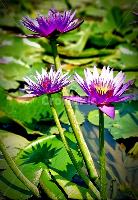 flower,꽃,연꽃,물,lotus,lotusleaf,식물,자연,plants,nature,꽃,flower
