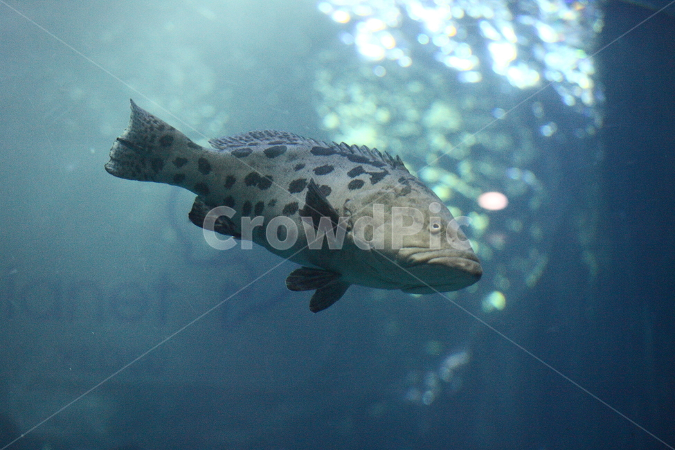 물고기,수족관,수중생물,아쿠아리움,aquarium,fish,동물,animal,어류,물고기,fish