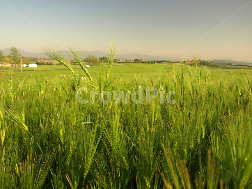 field,들,plant,식물,청보리,청보리밭,밭,하늘,여름