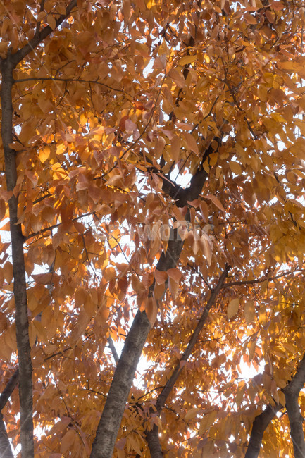 낙엽,가을,계절,자연색상,자연,배경,잎,가을,계절,fall,autumn,season,식물,자연,plants,nature