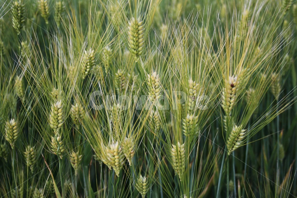보리,벼과,대맥,재배식물,농작물,농업,농촌,한국정서,식물,자연,plants,nature