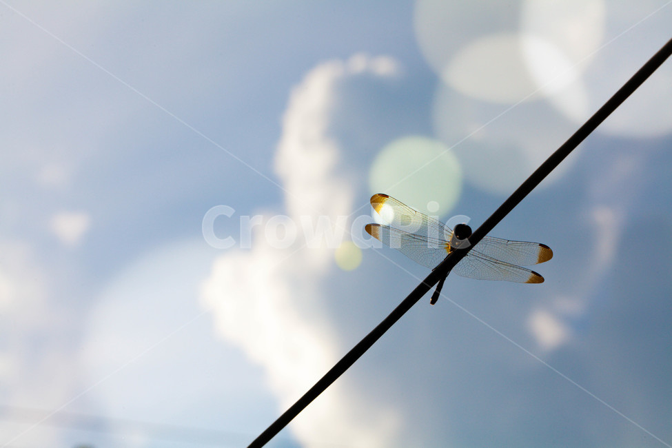 곤충,잠자리,dragonfly,여름,하늘,sky,곤충,벌레,insect,bug