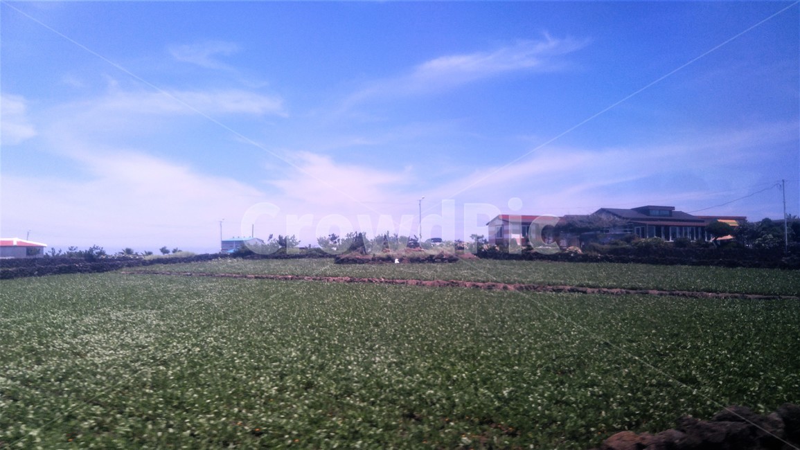 자연,풍경,밭,옛길,제주도,자연,풍경,nature,landscape