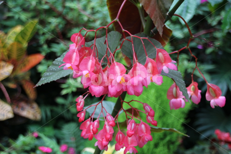 꽃베고니아,꽃,분홍,접사,핑크,여름,begonia,flower,bloom,plant,perpetualbegonia,closeup,blooming,pink,waxbegonia,만개,식물,자연,plants,nature,꽃,flower