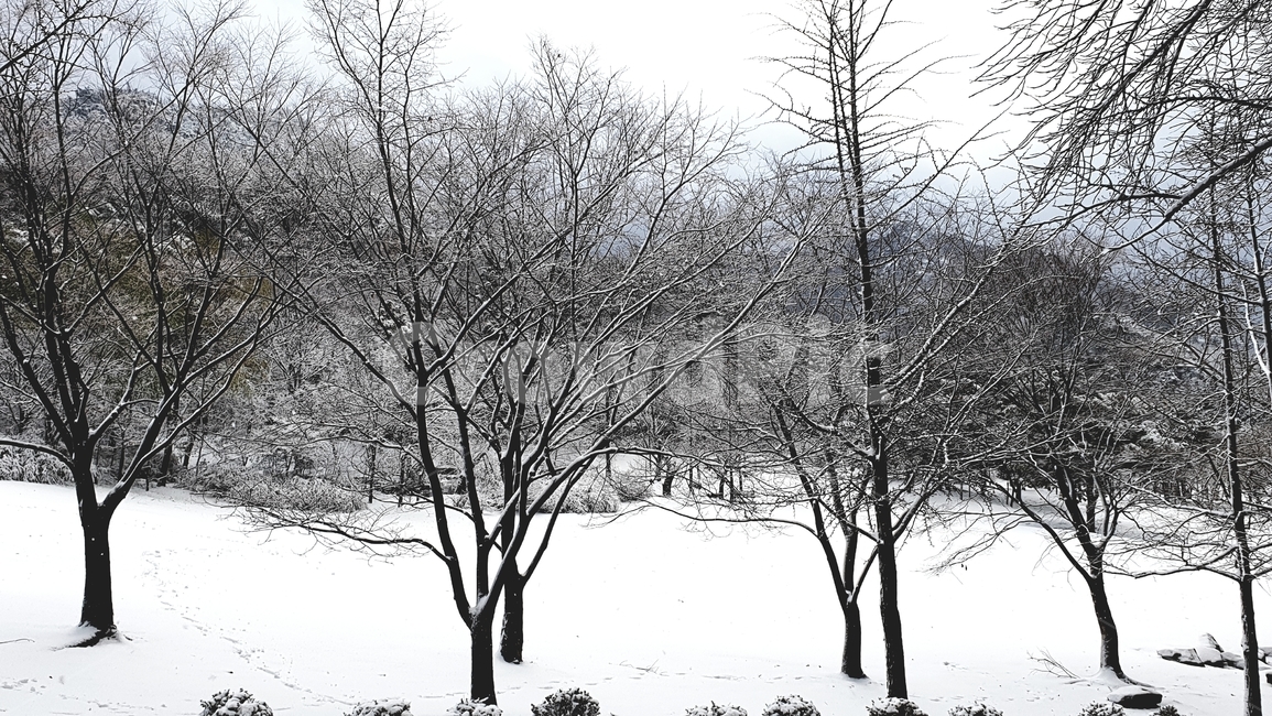 눈,설경,숲,겨울,겨울숲,겨울,계절,winter,season,자연,풍경,nature,landscape,outdoors,옥외,storm,폭풍,blizzard,눈보라,snow