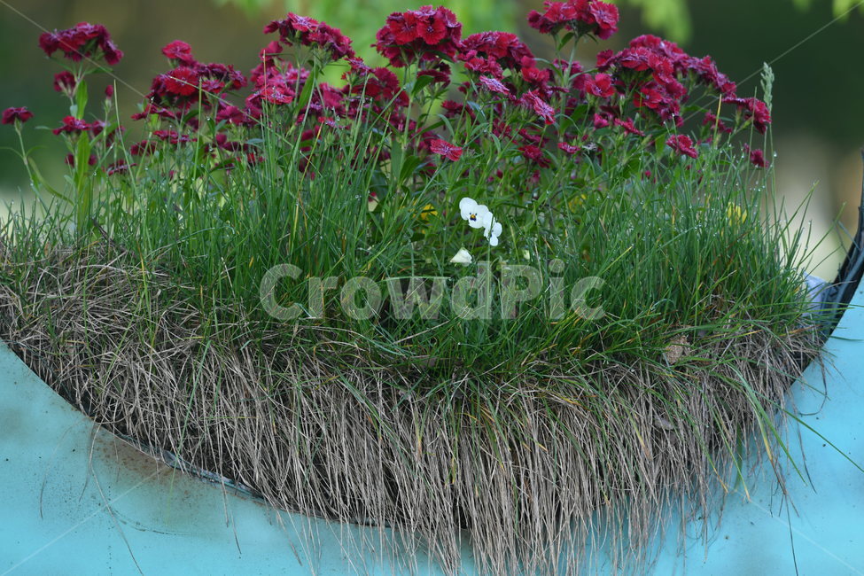 꽃,자연풍경,감성사진,식물,봄,봄,계절,spring,season,식물,자연,plants,nature,꽃,flower,plant,geranium,제라늄,blossom