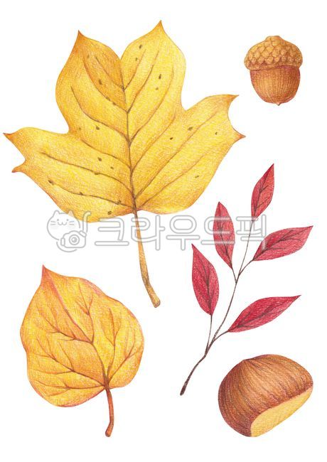 fruit,yellow,acorn,red,colored pencil drawing,leaves,fallen leaves,fall,twig,drawing,season,colored,handmade,drawn,chesnut,hand,nature,colored pencil,leaf,chestnut,pencil,maple leaf,painting,plant,illustration,autumn,object