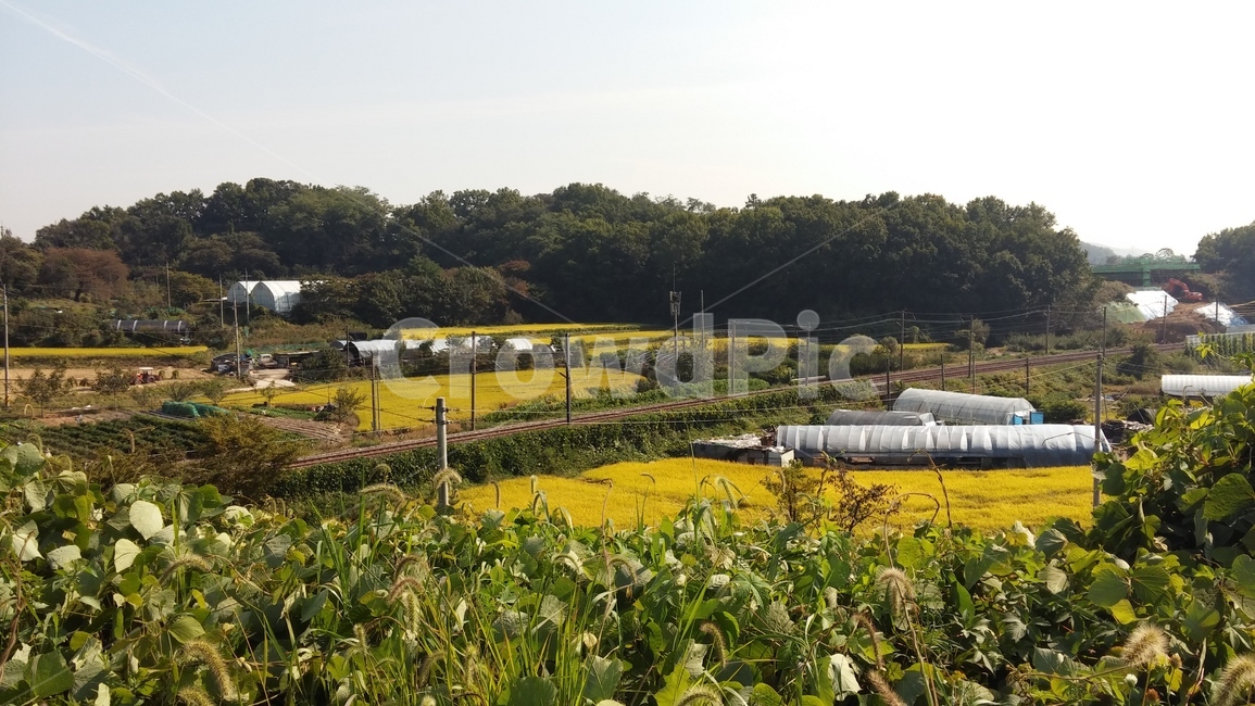 군포,대야미,농촌,향수,알록달록,가을,계절,fall,autumn,season,시골,마을,풍경,landscape,country,rural,town,농업,농사,agriculture,farming,farming industry,nature,자연,outdoors,옥외,farm,농장