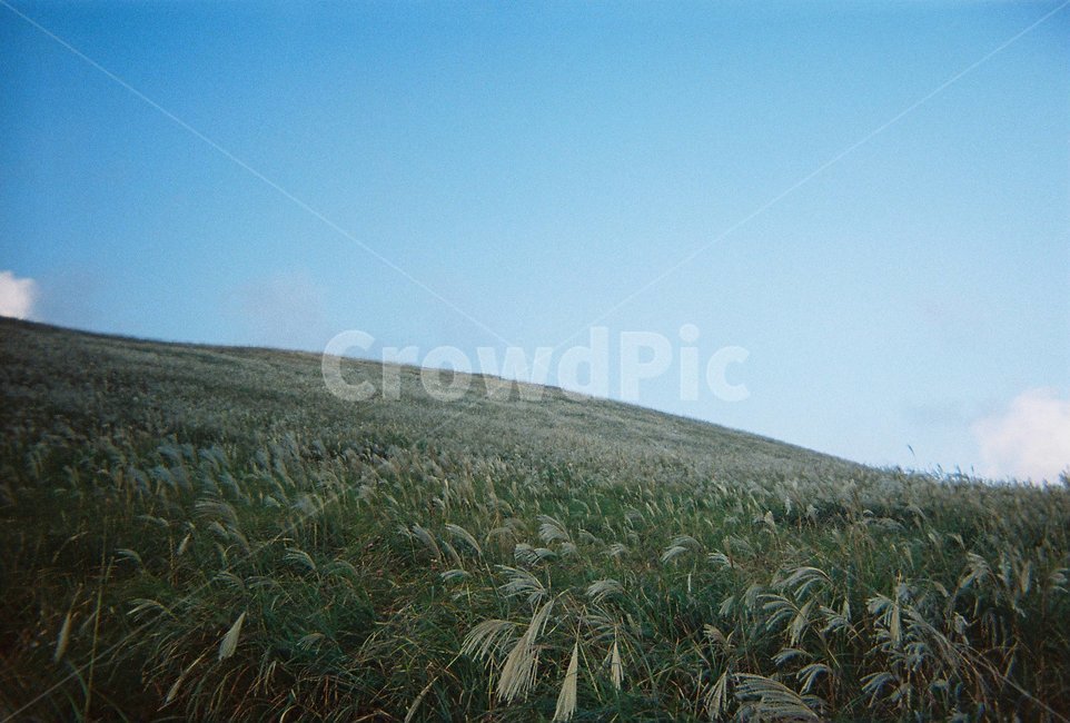 grassland,목초지,field,들,옥외,outdoors,갈대,윈도우,배경화면,필름카메라,필카,뉴트로,레트로