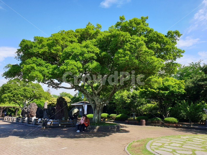 나무,tree,식물,plant,큰나무,커다란나무,bigtree