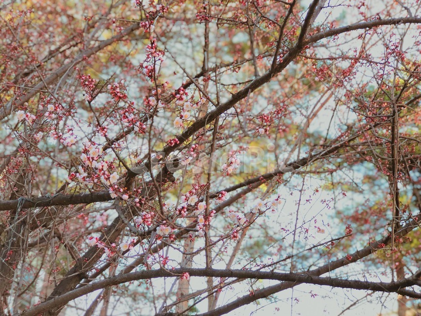 벚꽃,꽃,봄,감성사진,일본느낌,나무,감성,봄,계절,spring,season,식물,자연,plants,nature,꽃,flower,plant,blossom