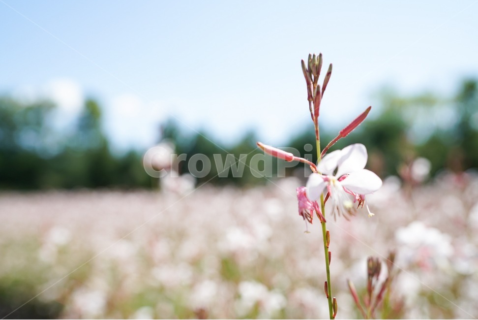 봄,꽃,꽃밭,하늘,햇살,봄,계절,spring,season,식물,자연,plants,nature,꽃,flower,plant,blossom