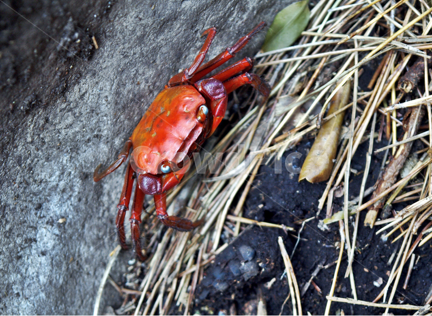 게,붉은게,뱀게,붉은발말똥게,말똥게,산,산란,동물,animal