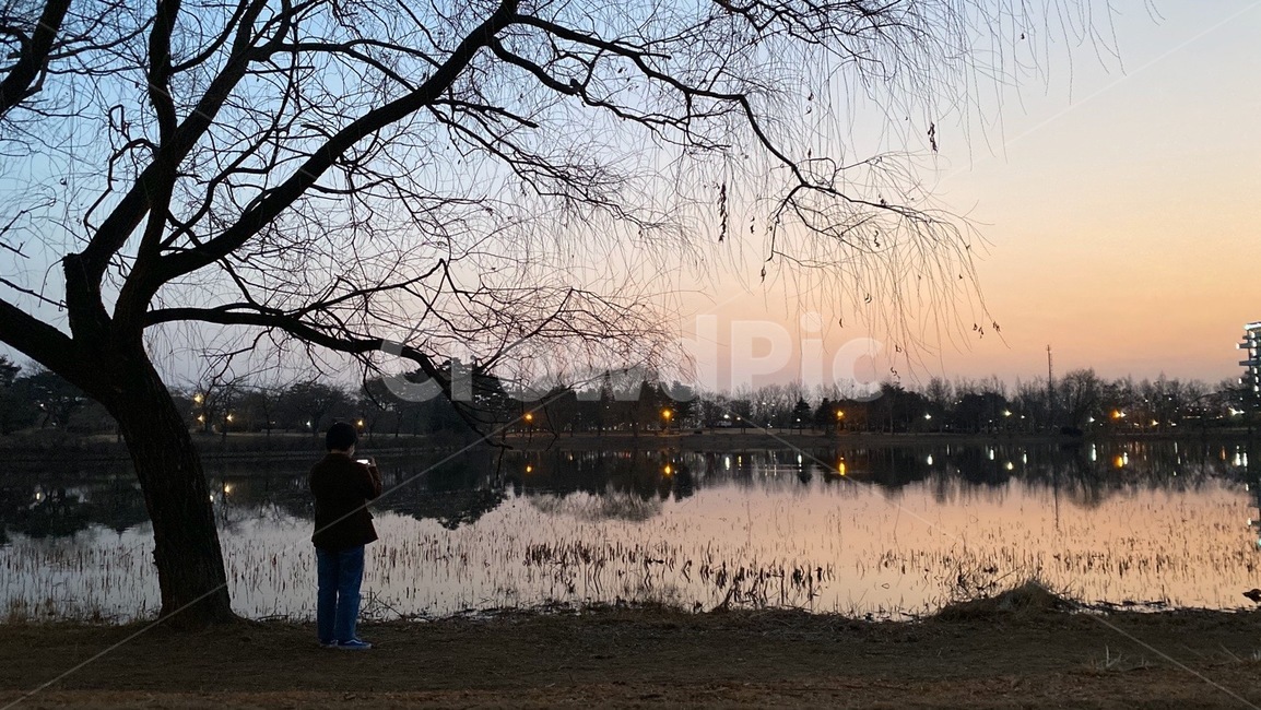 자연,나무,겨울,노을,저녁,옥외,outdoors,nature,tree,winter,sunset,sky,하늘,afternoon