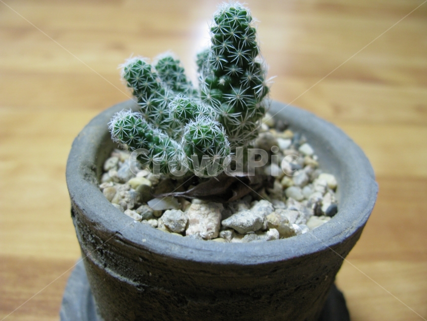 선인장,작은,귀여운,화분,장식,식물,자연,plants,nature,실내용화초,화분,화초,house plant