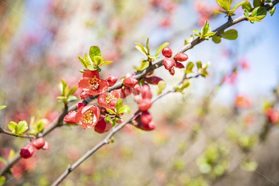 봄꽃,빨강,꽃나무,꽃,빨강꽃,plant,식물,식물,자연,plants,nature,꽃,flower