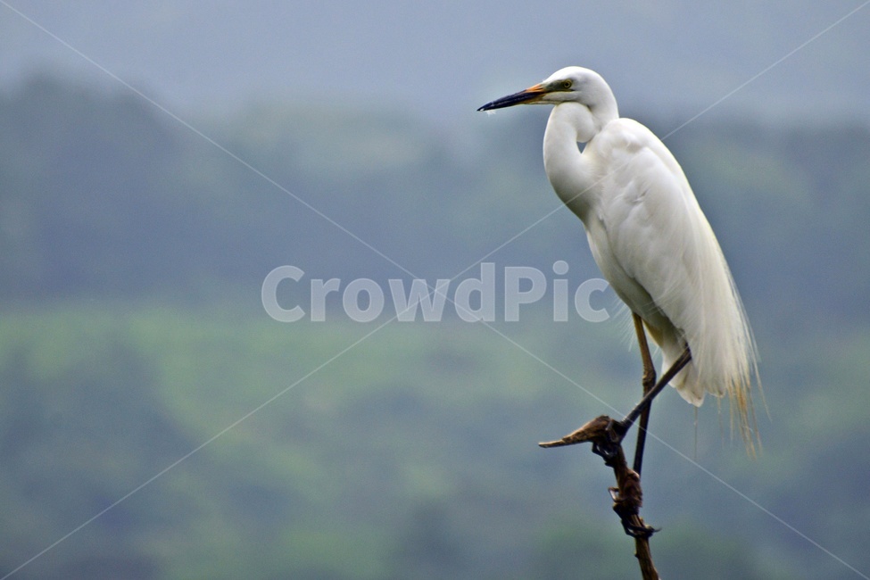 전북,임실,백로,bird,새,animal,동물,waterfowl,물새,ardeidae,heron,헤론,egre,t백로,왜가리,동물,animal,조류,새,birds