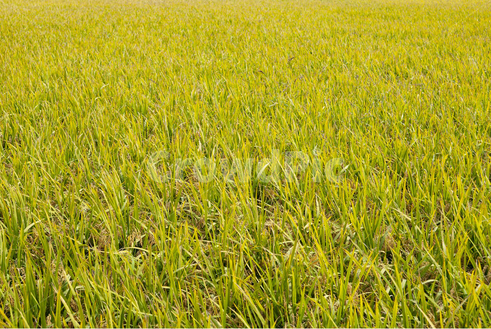 벼농사,벼,추수,추수감사절,논,가을,곡식,농부,plant,rice,fall,태안반도