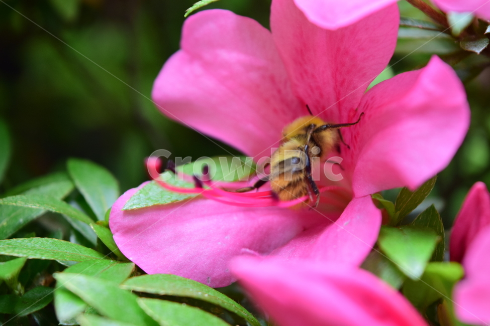 동물,honeybee,꿀벌,꽃,flower