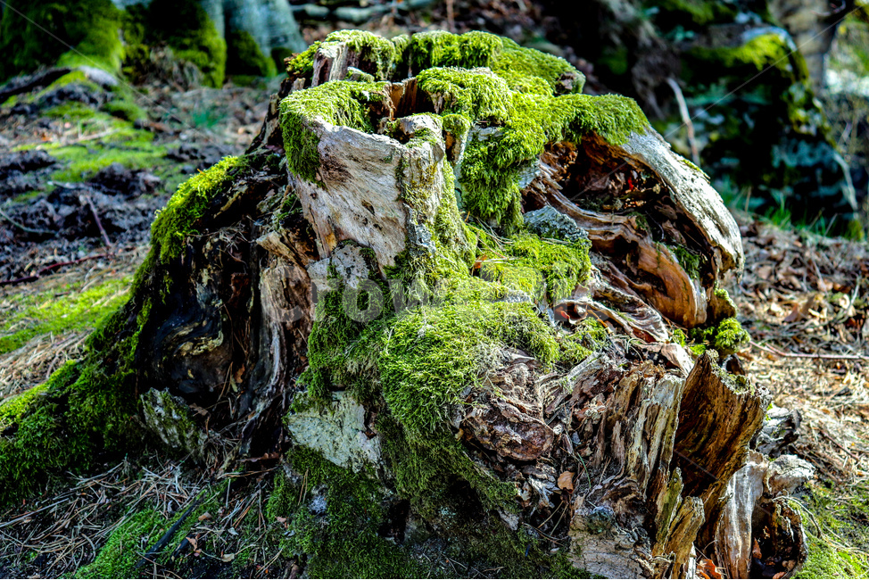 썩은나무,moss,plant,숲,자연,이끼,나무,돌,nature,light,빛,flare,플레어,풍경,식물