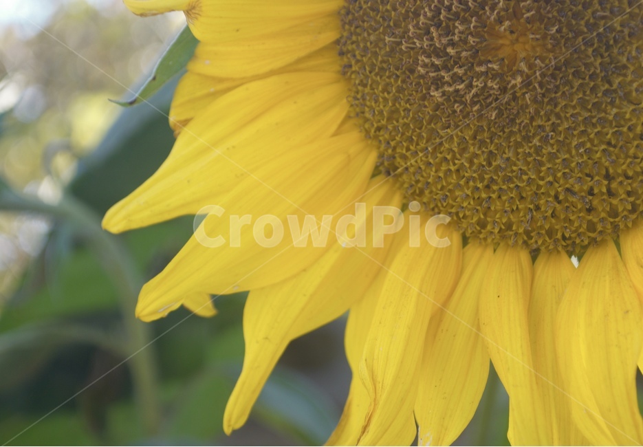 해바라기,자연,꽃,노란색,여름,식물,자연,plants,nature,꽃,flower