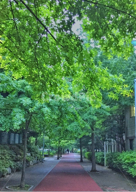 봄,나무,초록,그린,풍경,힐링,healing,spring,tree,trees,green,5월,refresh,경치,landscape,scenery,자연,nature,beautiful,peaceful,outdoors,옥외