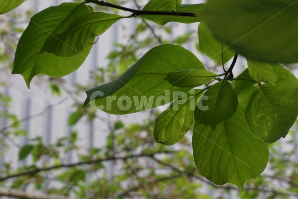 봄,목련잎,4월,초록,하늘,목련나무,싱그러움,식물,자연,plants,nature
