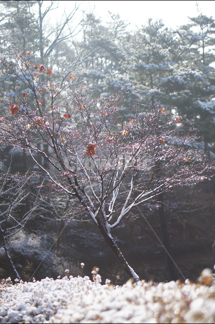 빛망울,보케,물방울,빛,풍경,나무,겨울,햇빛,겨울,계절,winter,season,식물,자연,plants,nature,나무,trees,wood