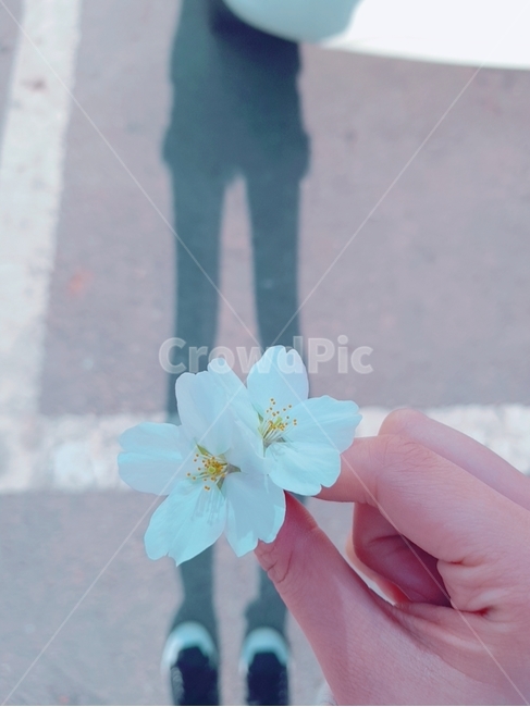 봄,벚꽃,아날로그,감성,꽃,식물,자연,plants,nature,꽃,flower