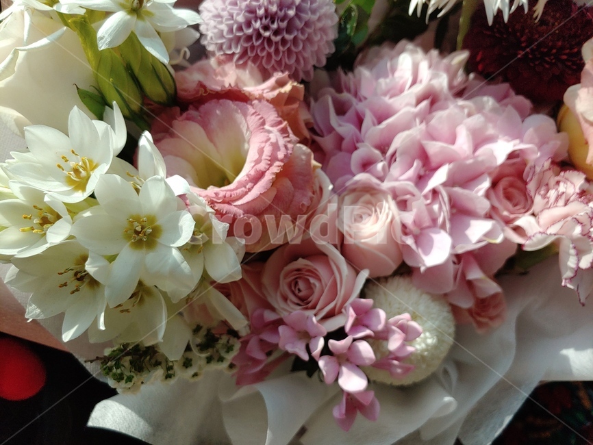 plant,식물,blossom,꽃,꽃꽂이,꽃,flower