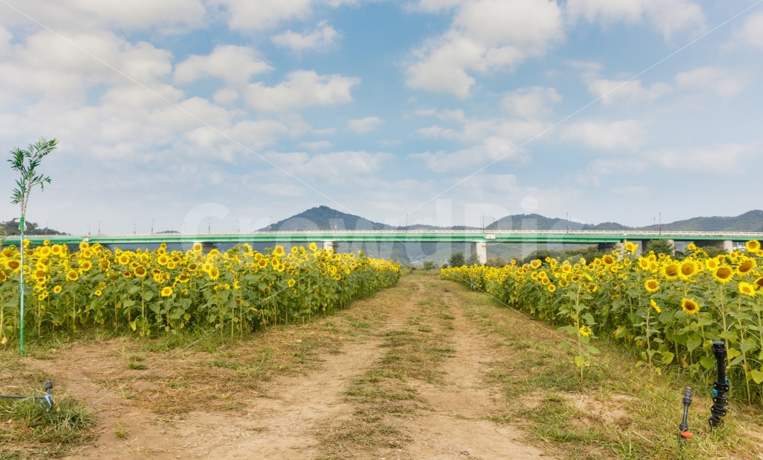 해바라기,꽃,flower,풍경,자연,해바라기밭,자연,풍경,nature,landscape,한국자연풍경,한국자연경관,korea nature landscape,field,들