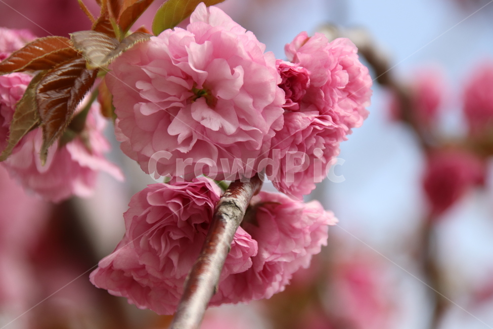 왕벚꽃,겹벚꽃,벚꽃,꽃,자연,봄,계절,spring,season,식물,자연,plants,nature,꽃,flower,plant,blossom