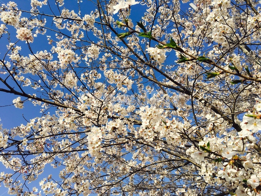 벚꽃나무,순결한,하얀구름,꽃말,봄꽃