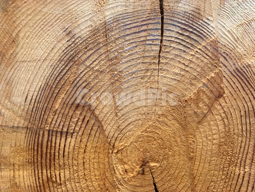 나무,나이테,고목,tree,베이지,나무,trees,wood
