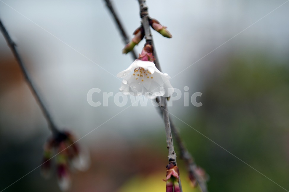 식물,꽃,감성사진,자연,flower,꽃사진,봄,봄꽃,계절,빗방울,비,감성,4월,spring,힐링,자연풍경,풍경,봄,계절,spring,season,식물,자연,plants,nature,꽃,flower,plant