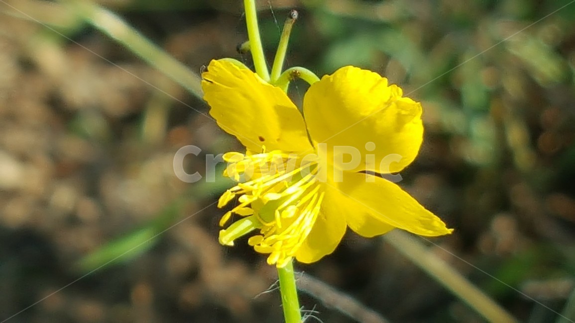 야생화,노랑꽃,애기똥풀,식물,자연,식물,자연,plants,nature,꽃,flower