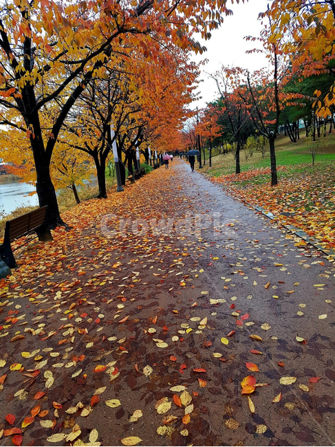 식물,leaf,잎,단풍,공원,가을,가을,계절,fall,autumn,season,비,비오는날,rain,rainy,plant,tree,나무,maple