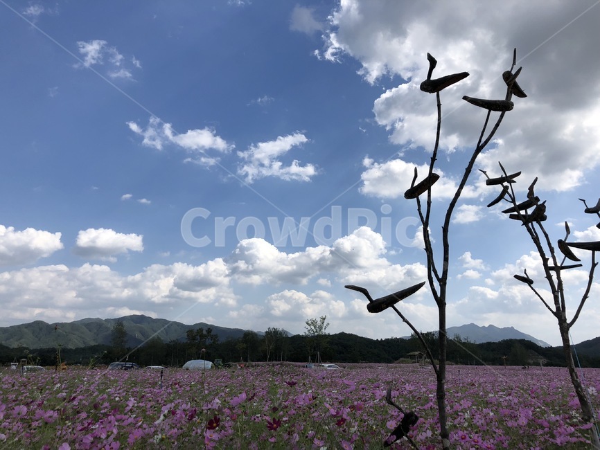 하늘,코스모스,솟대,꼿밭,시골