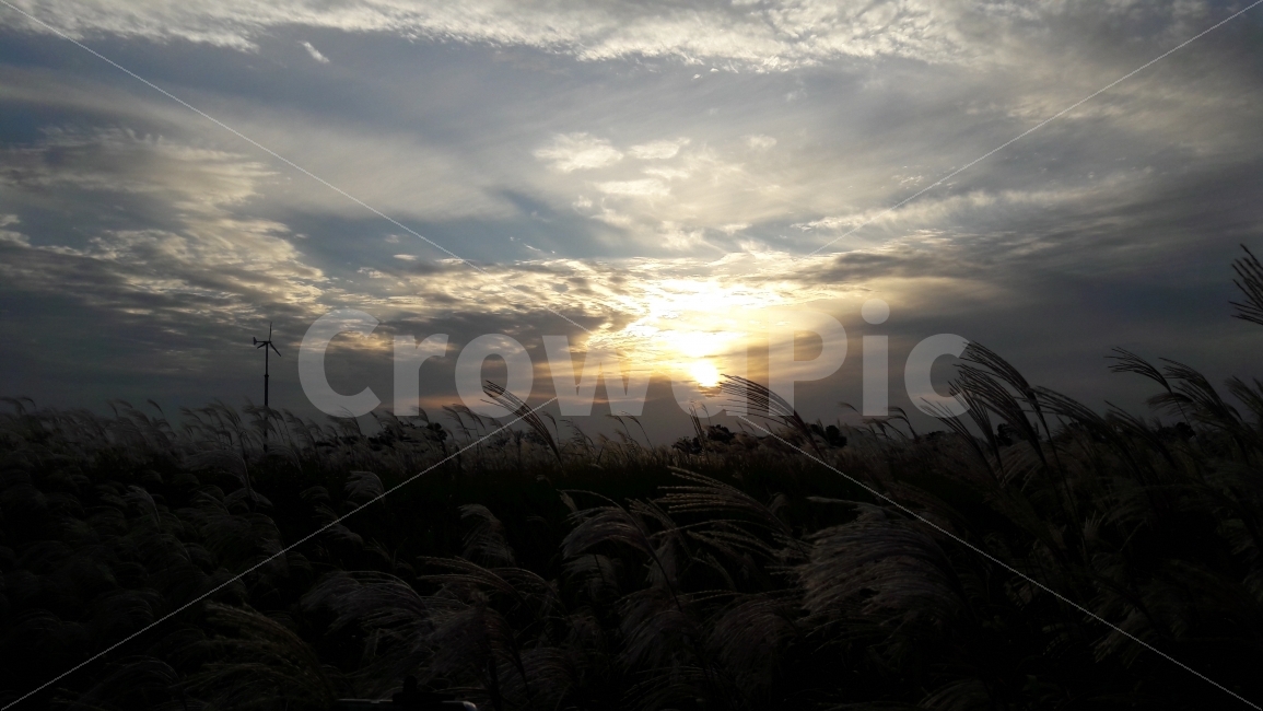 하늘공원,석양,상암동,억새풀,하늘,가을,계절,fall,autumn,season,자연,풍경,nature,landscape,grass,잔디,plant,식물,lawn
