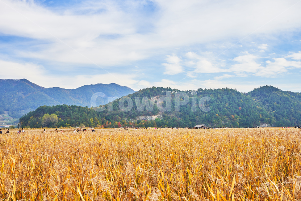 순천만습지,갈대,가을,자연,풍경,순천,순천만,갈대밭,하늘,산,가을,계절,fall,autumn,season,자연,풍경,nature,landscape,outdoors,옥외,field,들
